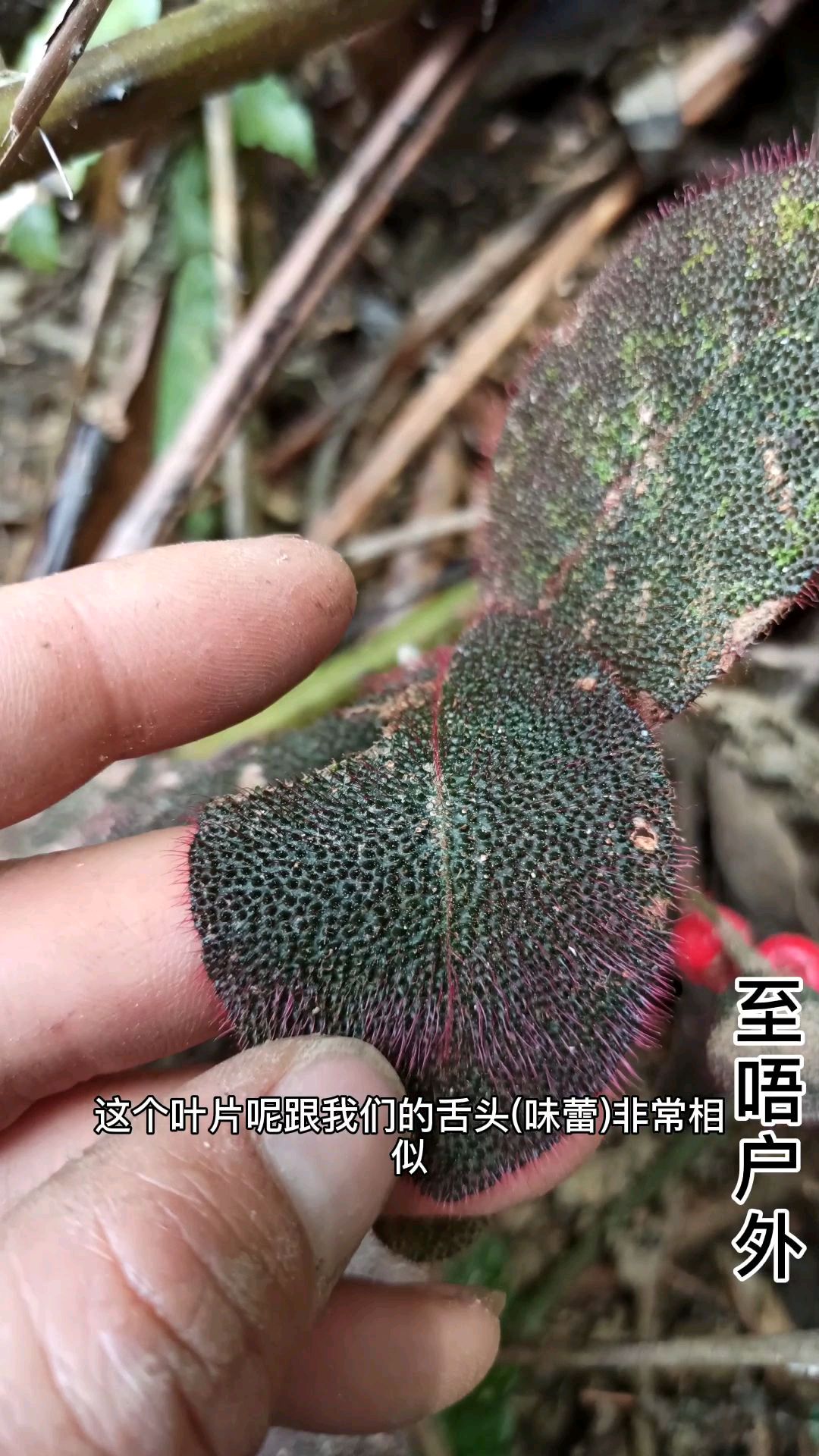 深山脚下遇见野生虎舌草虎舌兰老虎舌观赏价值高哦