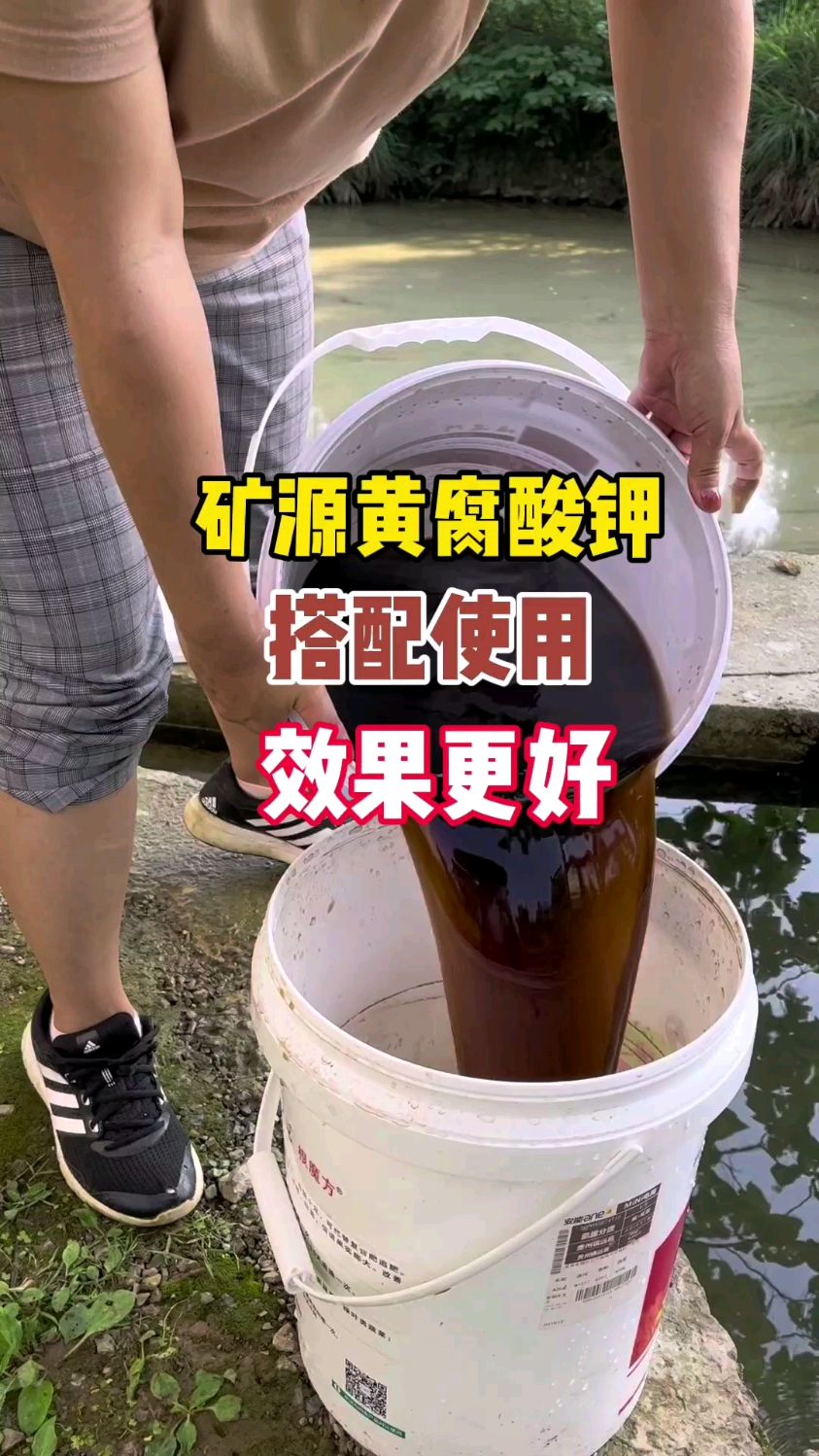 矿源黄腐酸钾和微生物菌剂搭配使用,可以起到防根腐的作用