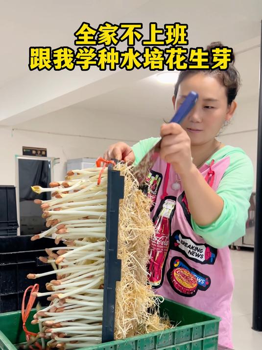 全家不上班 跟我学种水培花生芽