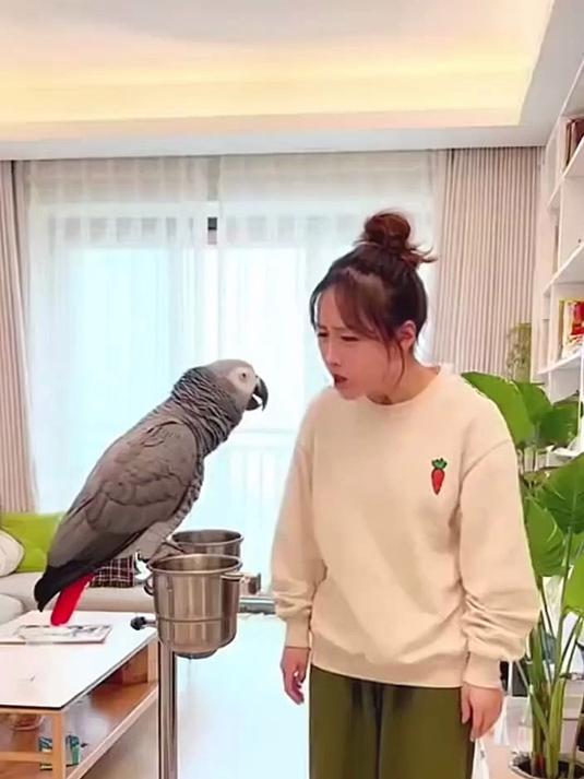 鹦鹉:我跟朋友聚会都不行