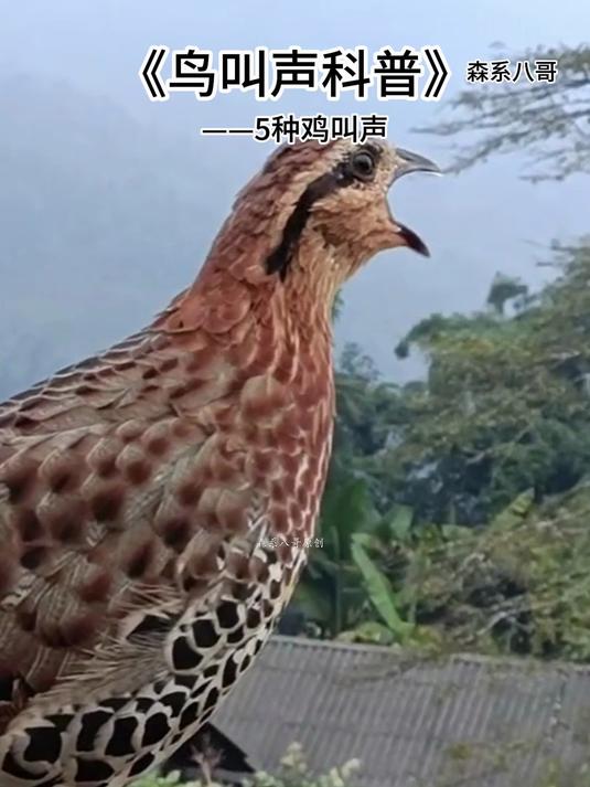 5种野外鸡叫声,你听过多少种?