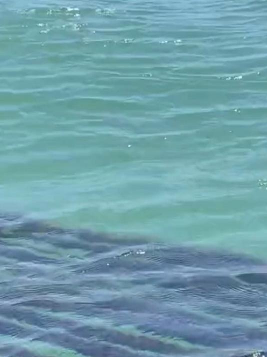 第一批霞浦头水紫菜来啦做法多样无泥沙可直接吃