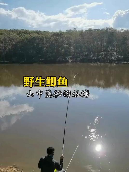 你钓过最大的野生鲫鱼有多大?有比我的这个还要大吗?