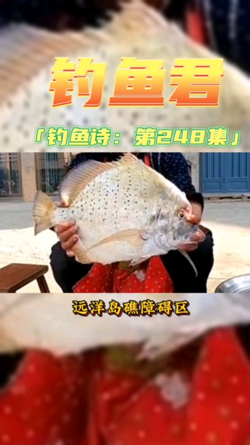 钓鱼君之钓鱼口诀:第248集(钓斑点鸡笼鲳鱼)鱼类百科 海洋鱼类
