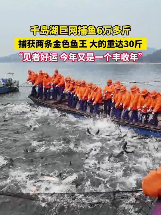 千岛湖新春第一网6万斤!捕获两条金色鱼王!寓意今年又是丰收年。见者好运!(供稿:淳安融媒体