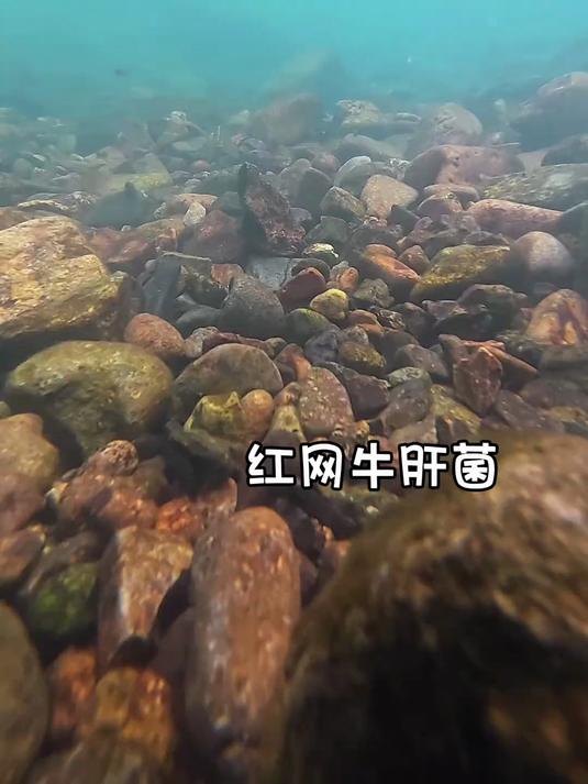 今天搞了点蘑菇炖了只大公鸡,太香太好吃了～