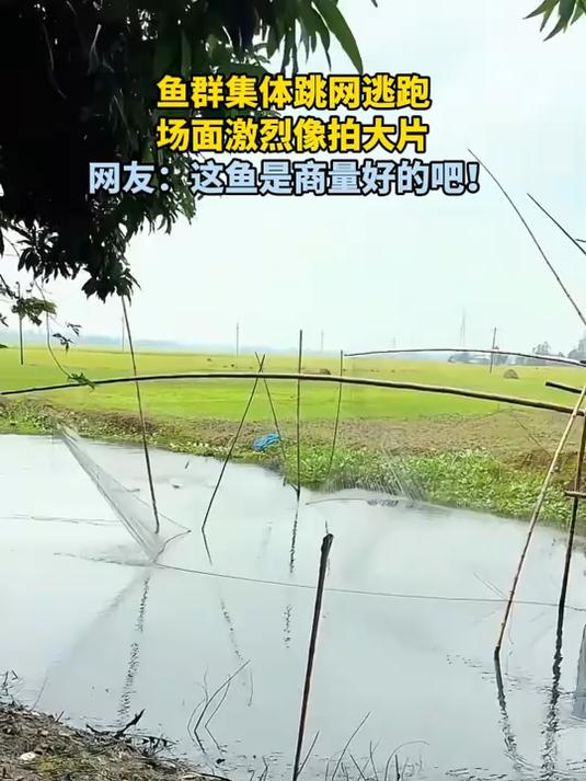鱼群集体跳网逃跑，场面激烈像拍大片，网友：这鱼是商量好的吧！