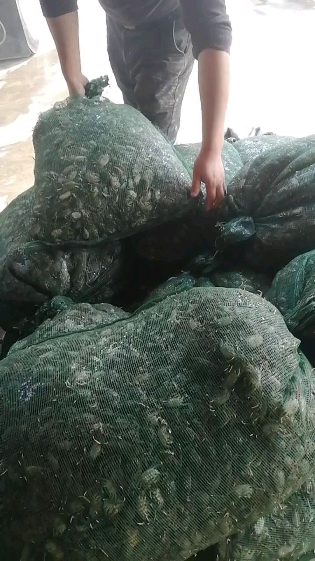 螃蟹苗多少钱一斤
