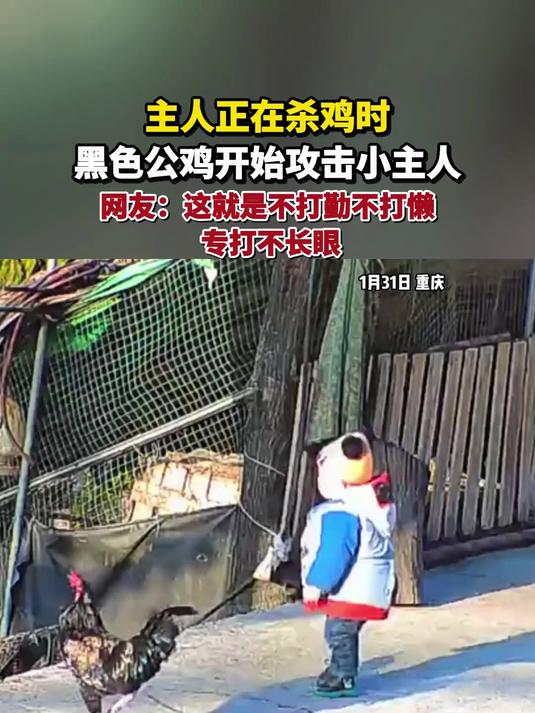 主人正在杀鸡时,黑色公鸡开始攻击小主人