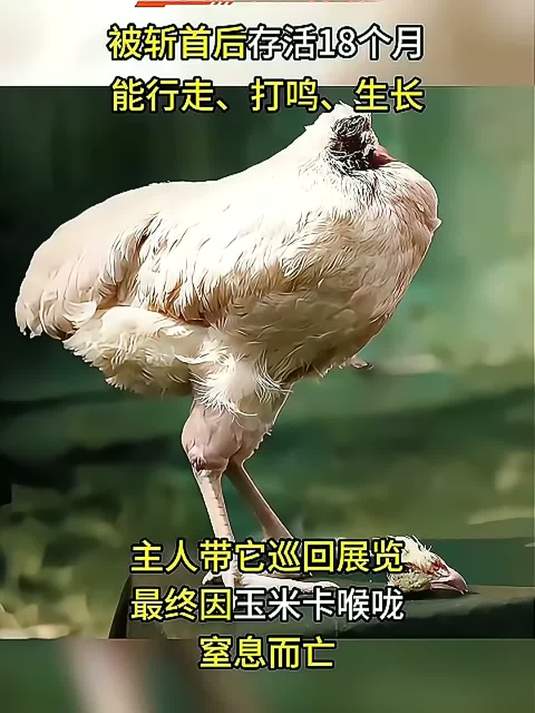 1945年美国无头鸡麦克，断头后活蹦乱跳18个月，甚至开启巡回演出