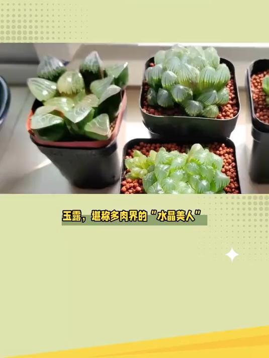 玉露多肉界的水星美人