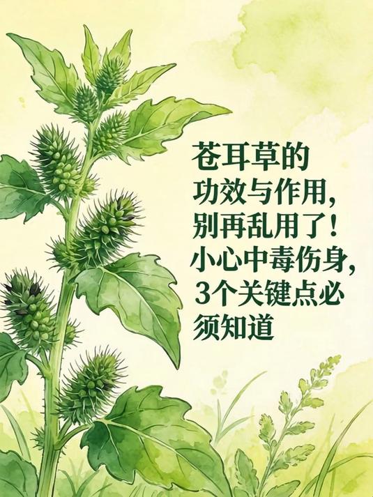 苍耳草的功效与作用,别再乱用了!小心中毒伤身,3个关键点必须知道(1)