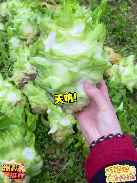 老坛发酵泡菜!酸香脆爽够味,配饭拌面秒开胃酸!