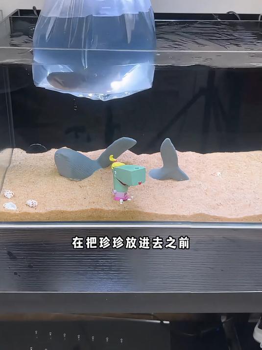 我要养珍珍了!