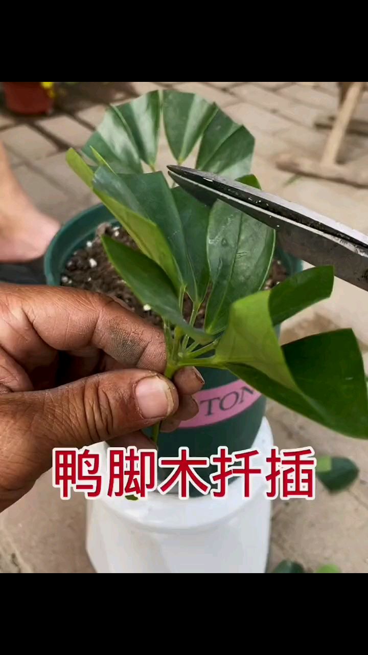 剪什么样的枝条来扦插?
