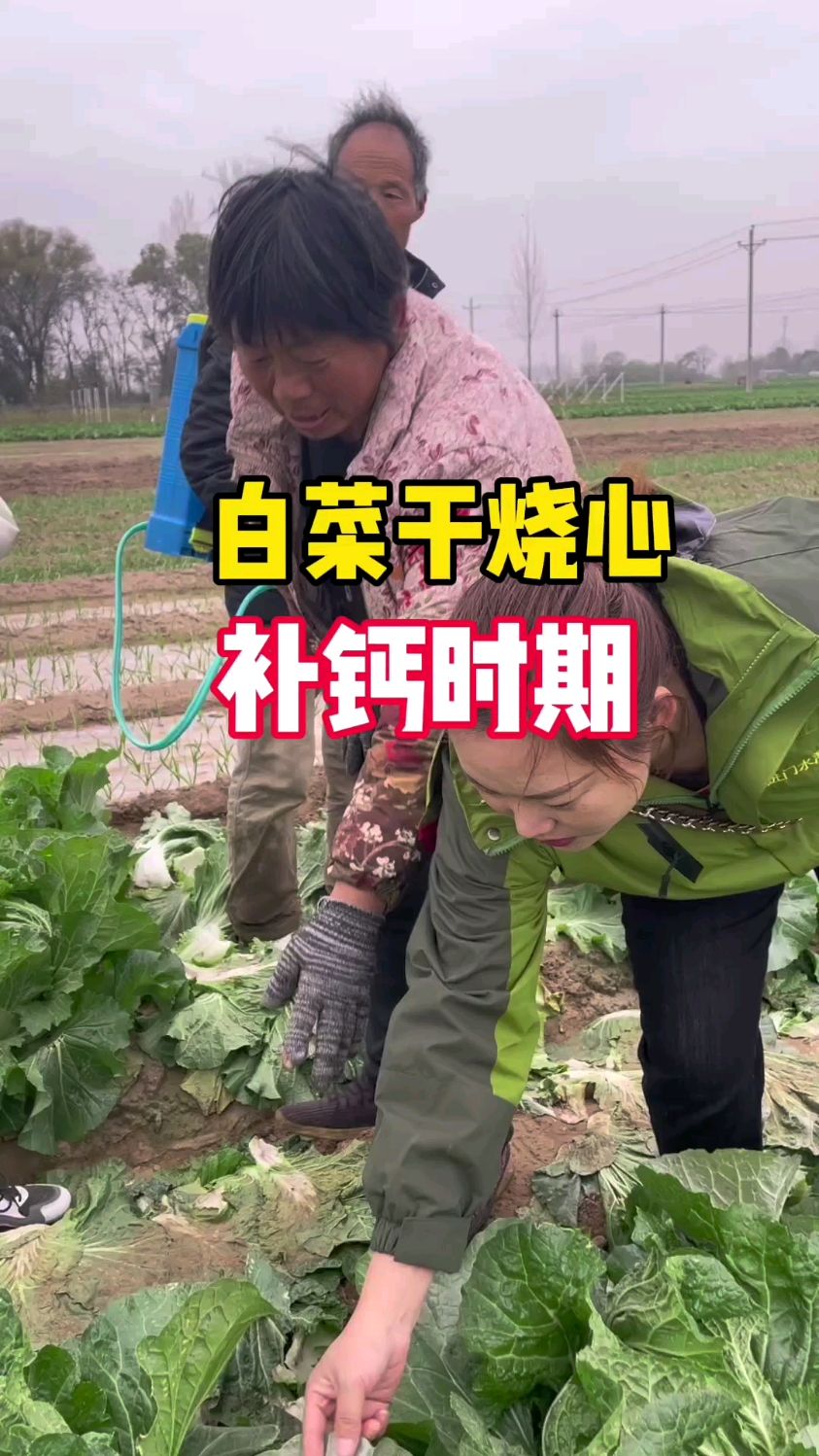 白菜干烧心怎么治?糖醇钙对叶菜的作用