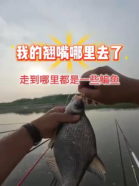 别人大翘嘴狂拔,为什么我过来都是一些鳊鱼呢?