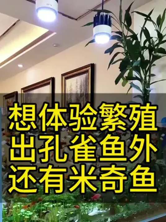 新手懒人养鱼秘籍 就选米奇鱼 皮实好养乐趣多