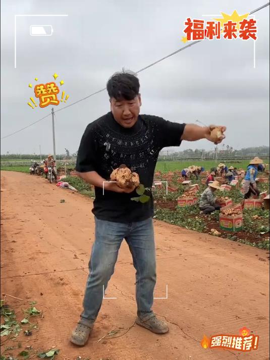 凉薯水分堪比梨,长在土里的水果蔬菜,也叫地瓜小时候喜欢吃