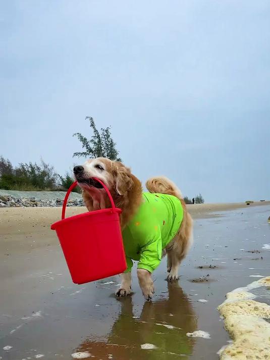 狗狗居然在海边抓到大红龙虾，这也太生猛了！