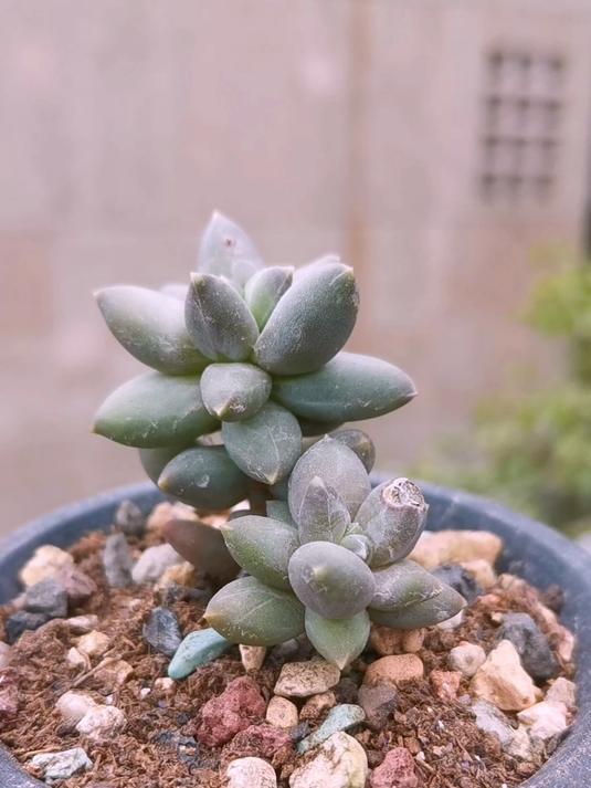 好像除了胖，这盆多肉就一无是处了！