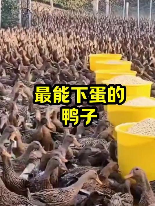 最能下蛋的鸭子