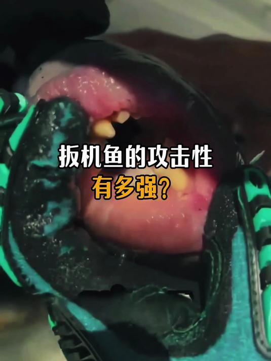 扳机鱼的攻击性有多强?