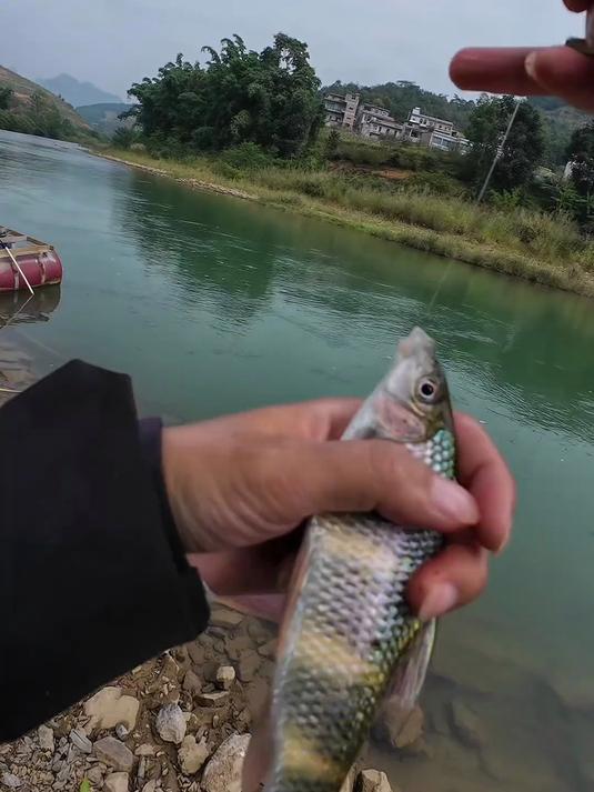 要想花腰爆户，还得是这里呀，鱼多的都提不起来了