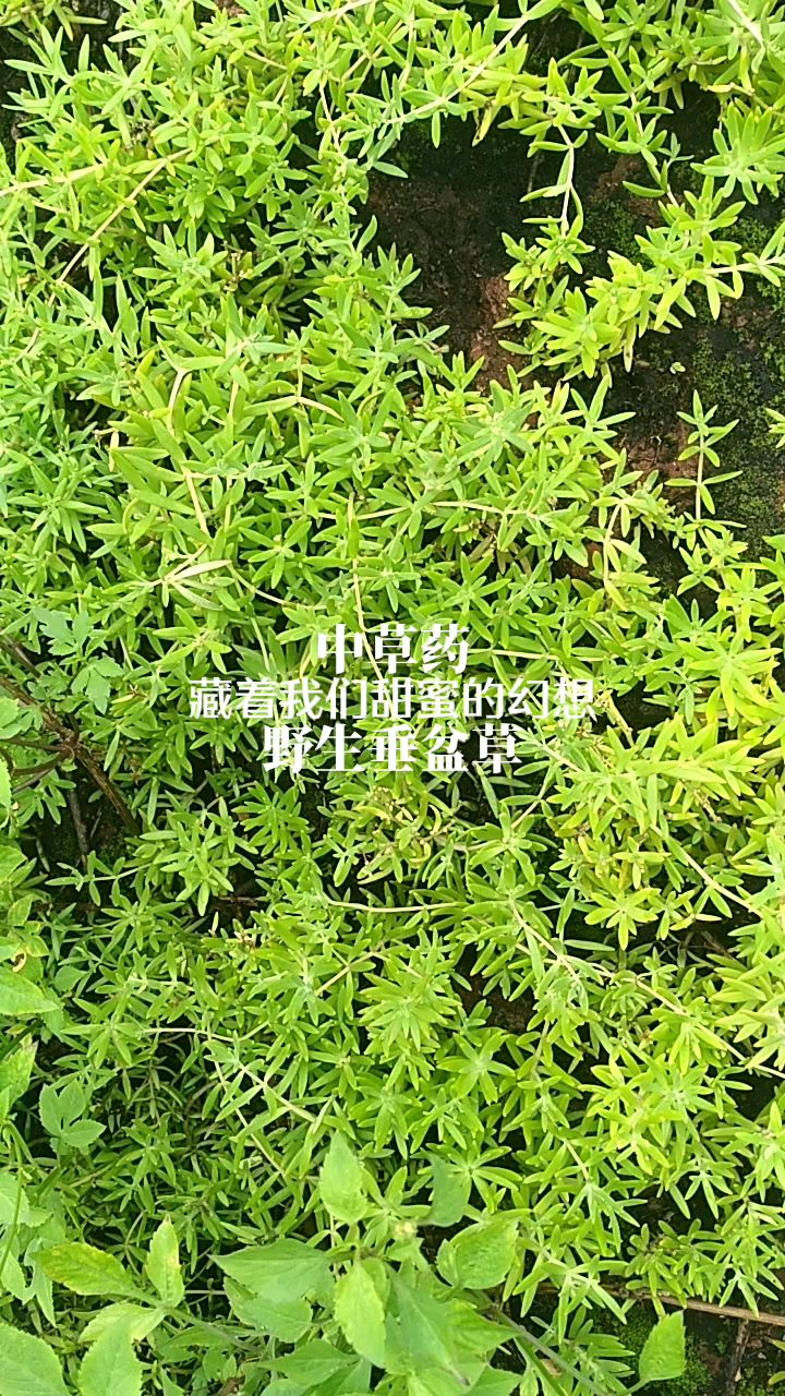 中草药,野生垂盆草,药用价值十分广谱,属多肉植物可观赏