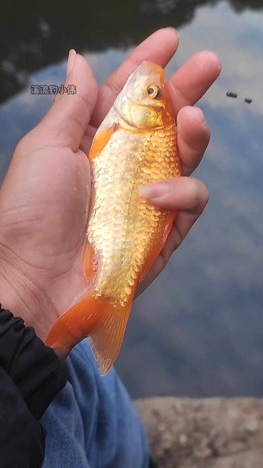 这条红鲫鱼漂亮吧?没有胡须,而且还有一排点#溪流钓 #红鲫鱼 #黄金鲫鱼