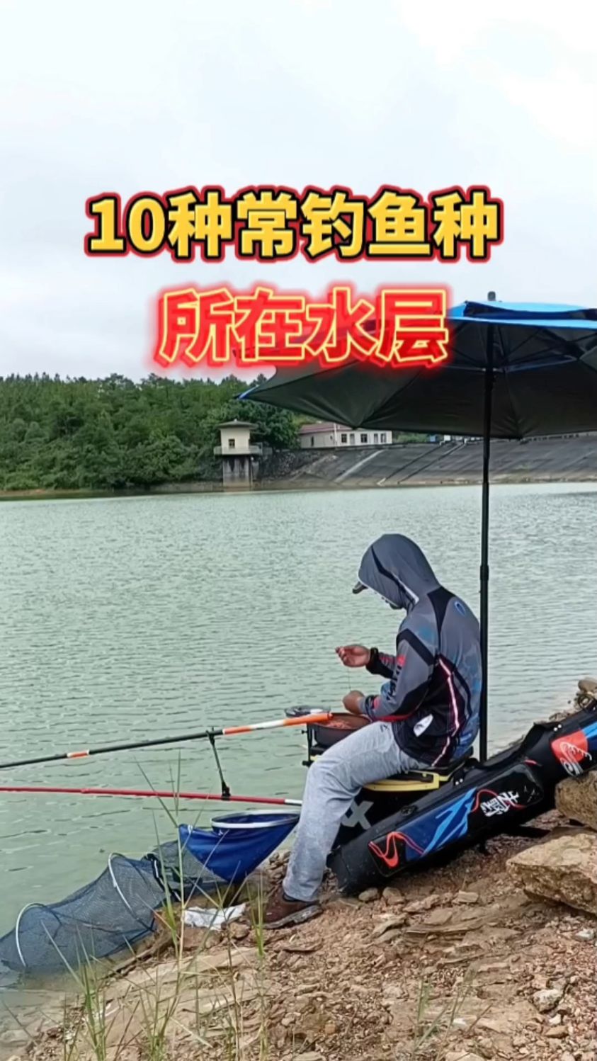 10种常钓鱼种,平时常待水层,只有知道鱼在哪里,才更容易钓到它