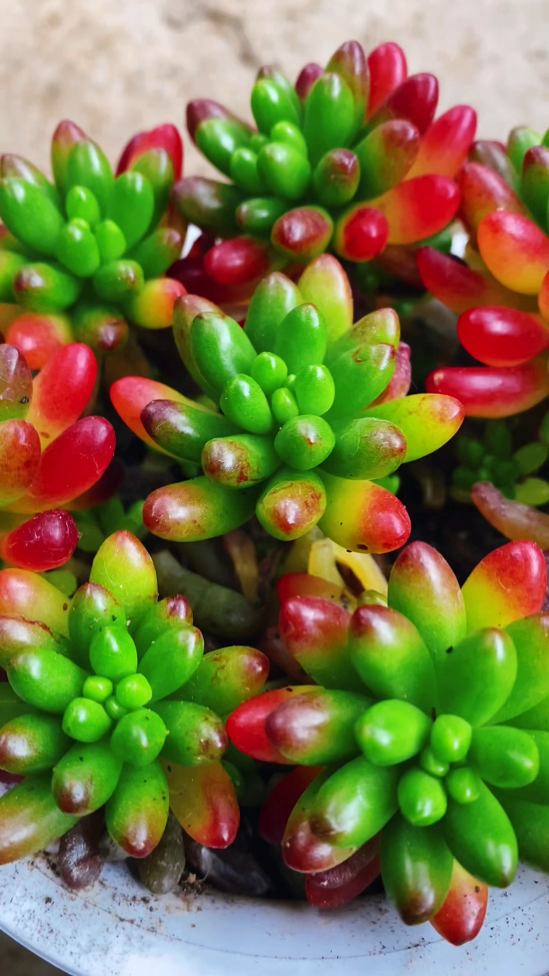 多肉虹之玉这样养护,叶片水嫩肥厚,颜色漂亮!