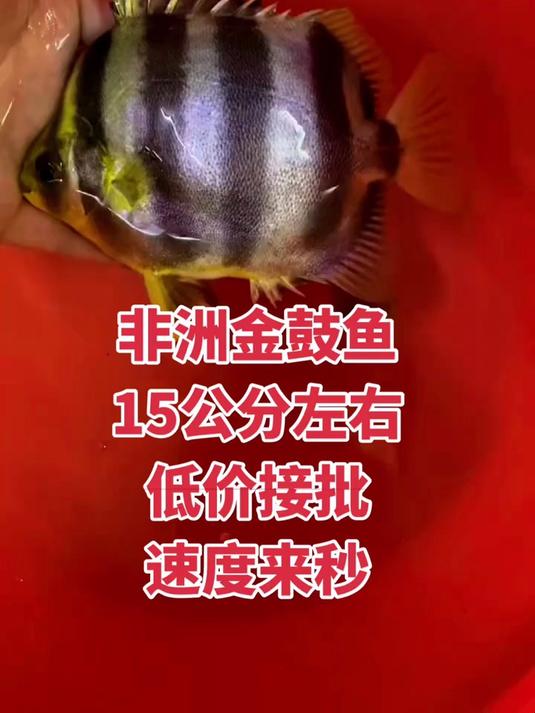非洲金鼓鱼,15公分左右,全品无暇