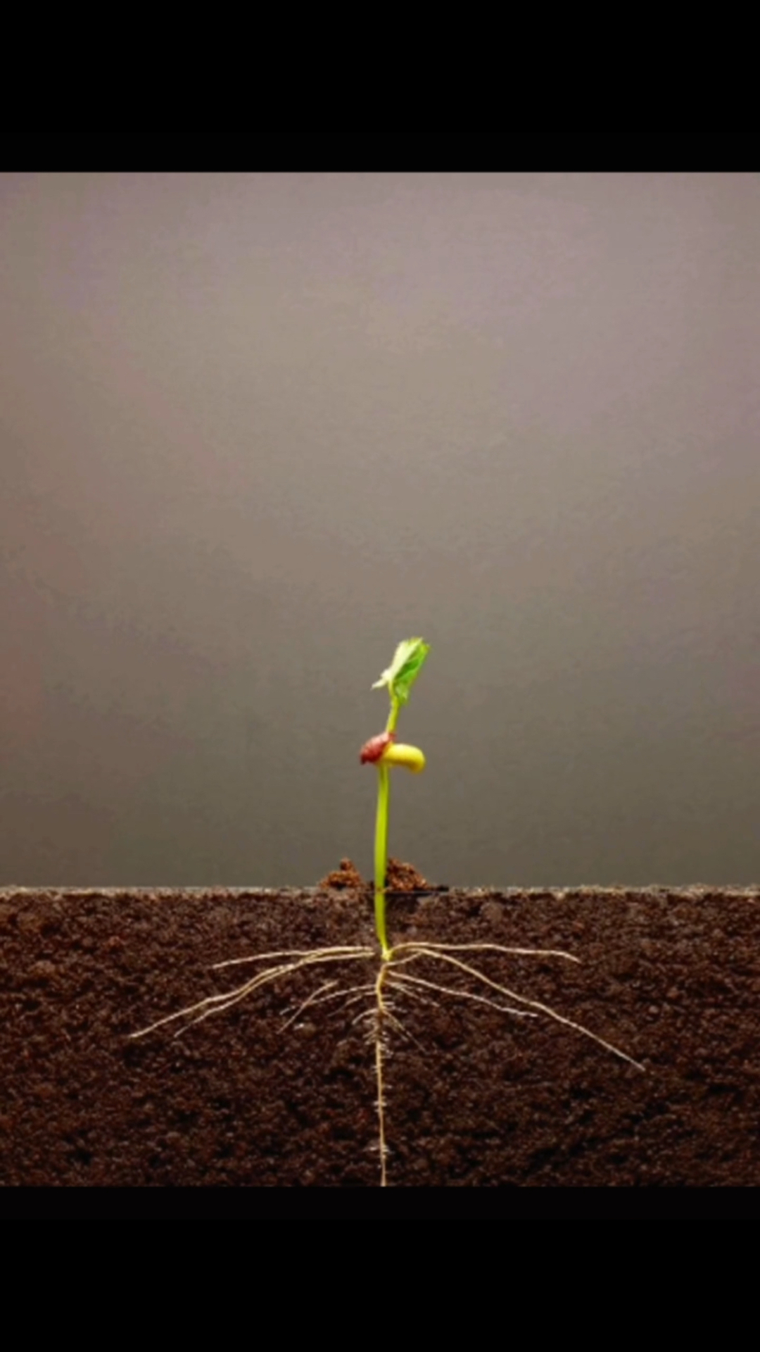 植物的生长过程