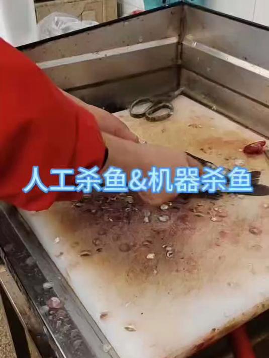 人工杀鱼对比机器杀鱼全自动杀鱼机杀鱼开背机