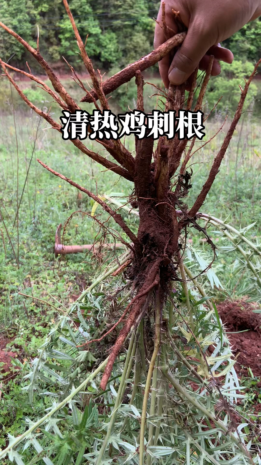 清热又清香的野菜,要吃就是现在!