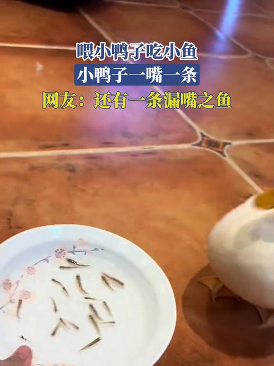 喂小鸭子吃小鱼,小鸭子一嘴一条,网友:还有一条漏嘴之鱼