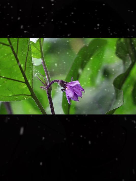 胖妹自制3斤羊肉卷