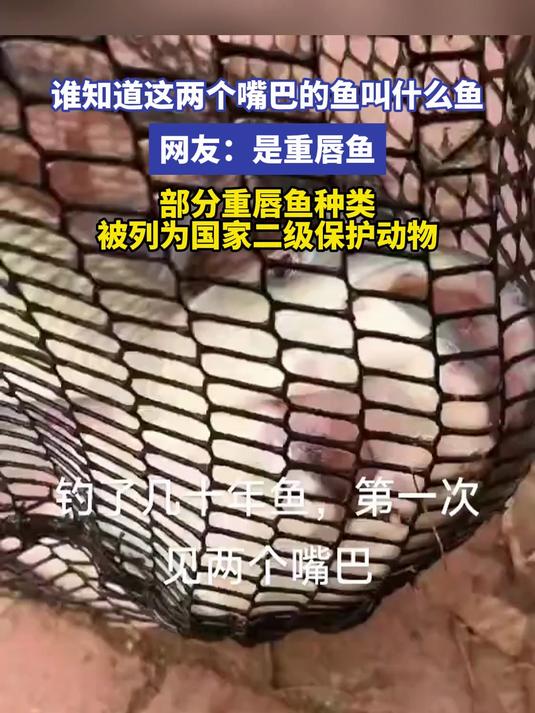 谁知道这两个嘴巴的鱼叫什么鱼 网友:是重唇鱼 部分重唇鱼种类被列为国家二级保护动物