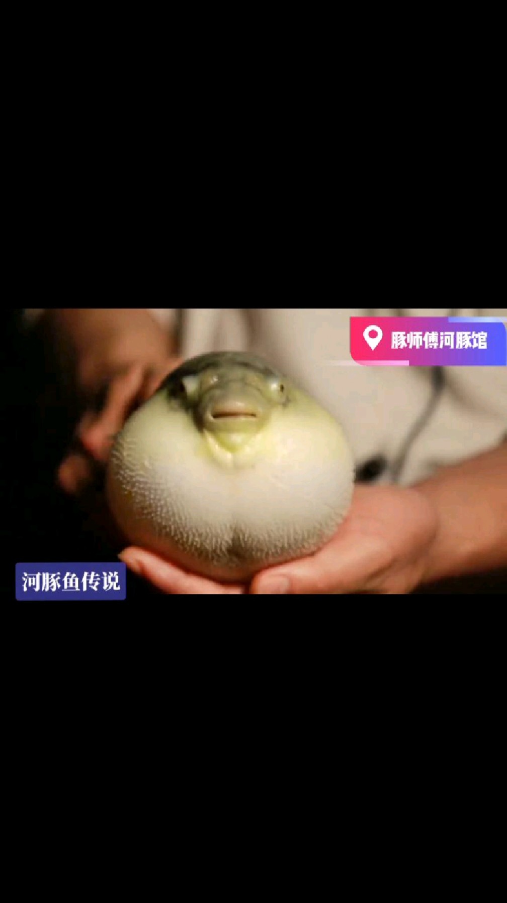 河豚鱼高蛋白低脂肪营养价值高,含人体所不能自主合成的多种必需氨基酸常食用强身体!