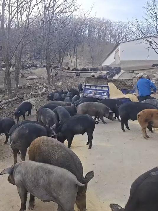 生态黑猪肉好食材好味道