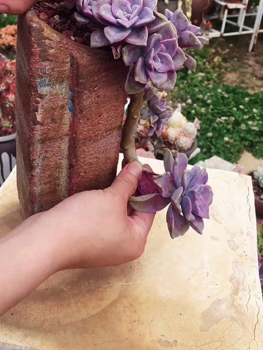 多肉头重脚轻中不牢怎么办?只用这一招就够了