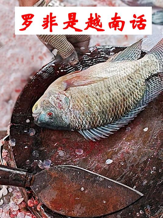 罗非鱼其实是越南话,你们那怎么叫它?