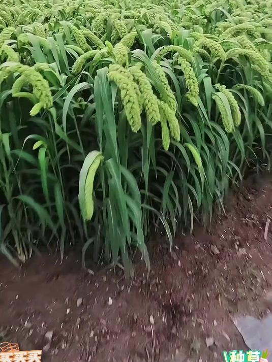 小米粥的好处你知道吗?