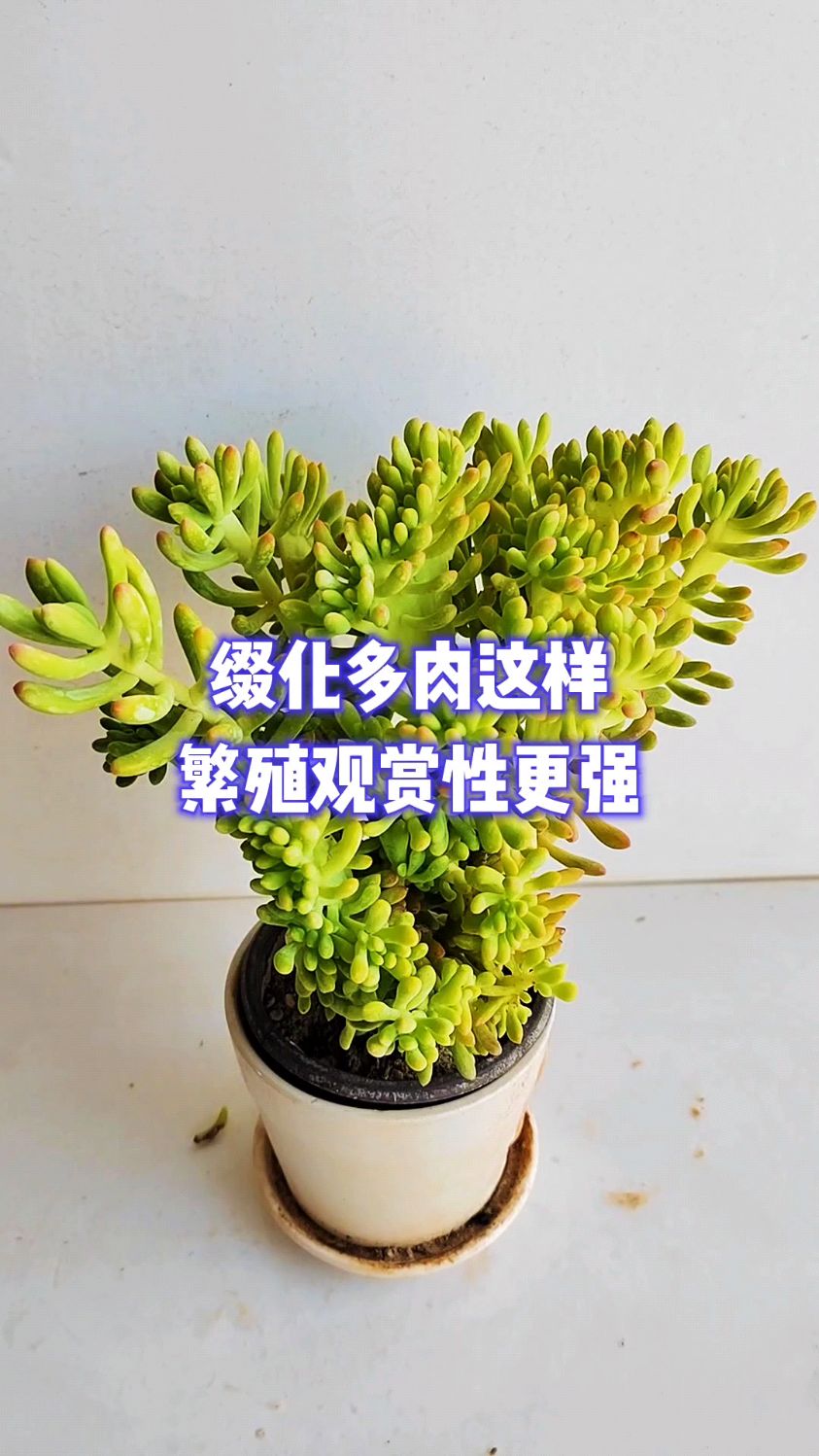 缀化多肉这样繁殖观赏性更强