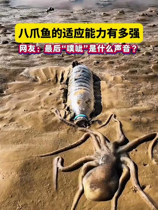 八爪鱼的适应能力有多强!最后“噗呲”是什么声音?
