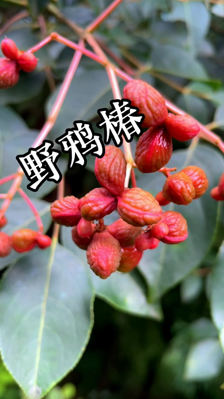 在农村这种树的果实以前拿来洗衣服,你认识它吗?