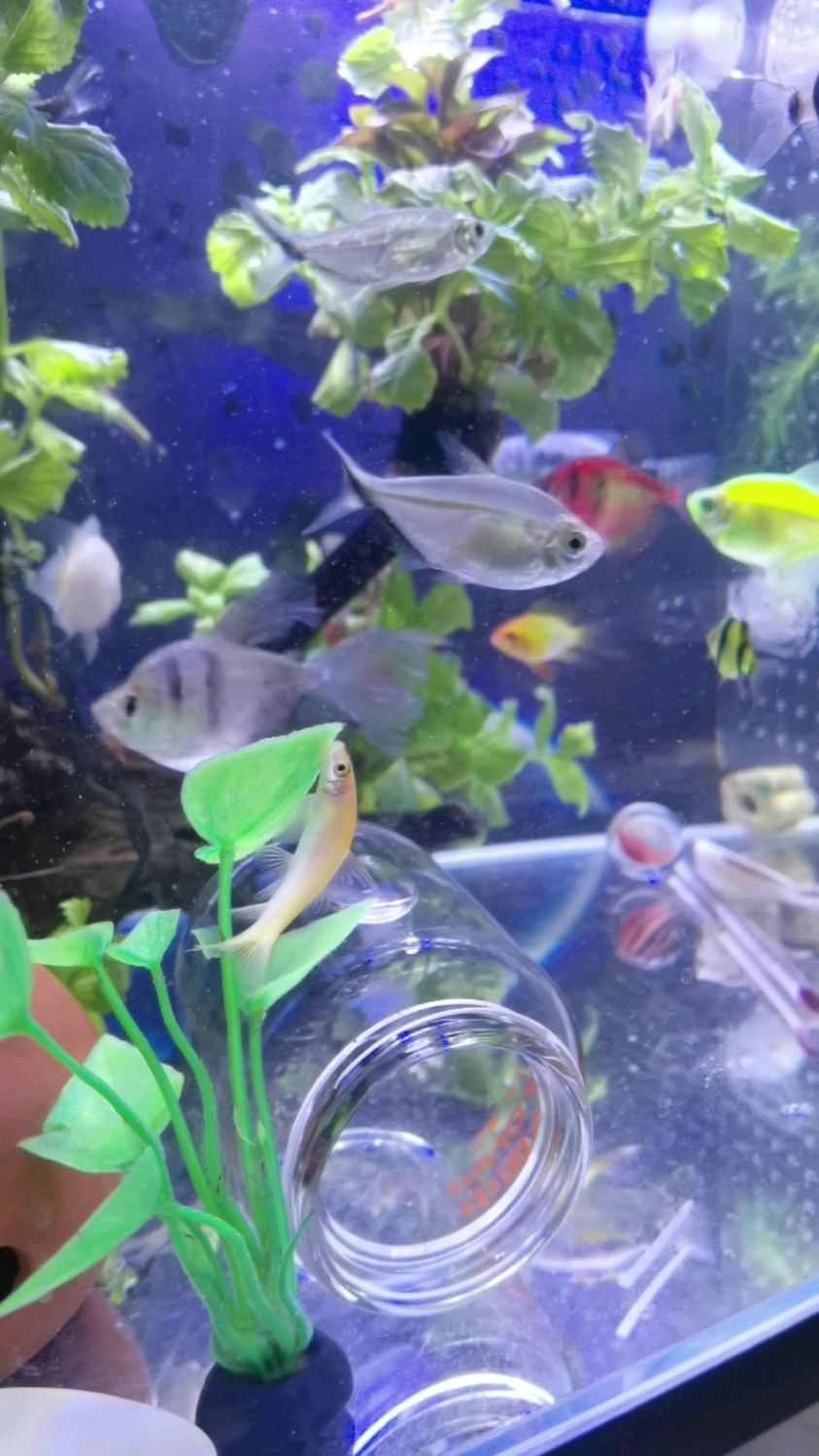 金苔鼠作为鱼缸的清洁工具真的是优中之优了,同样都是工具与清道夫长到6~8公分就不怎么