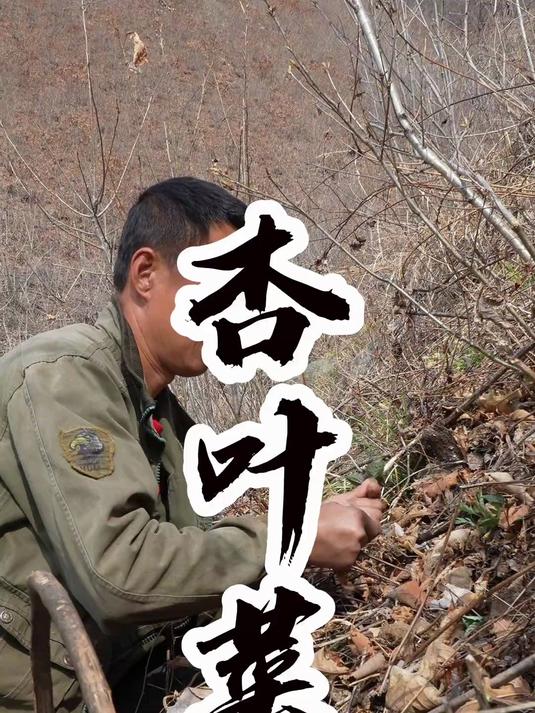 杏叶菜 野菜玉米面饺子，真是天花板了