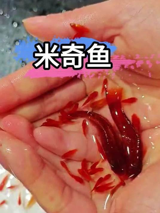 新手养鱼别乱来!米奇鱼只能养一条,太能生啦!